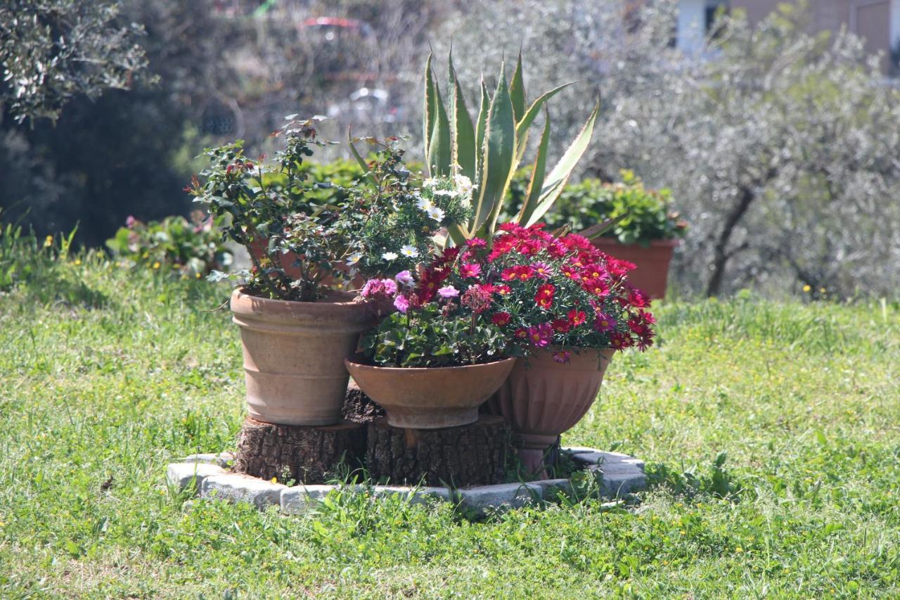 B&B La Terrazza Di Frascati Buitenkant foto