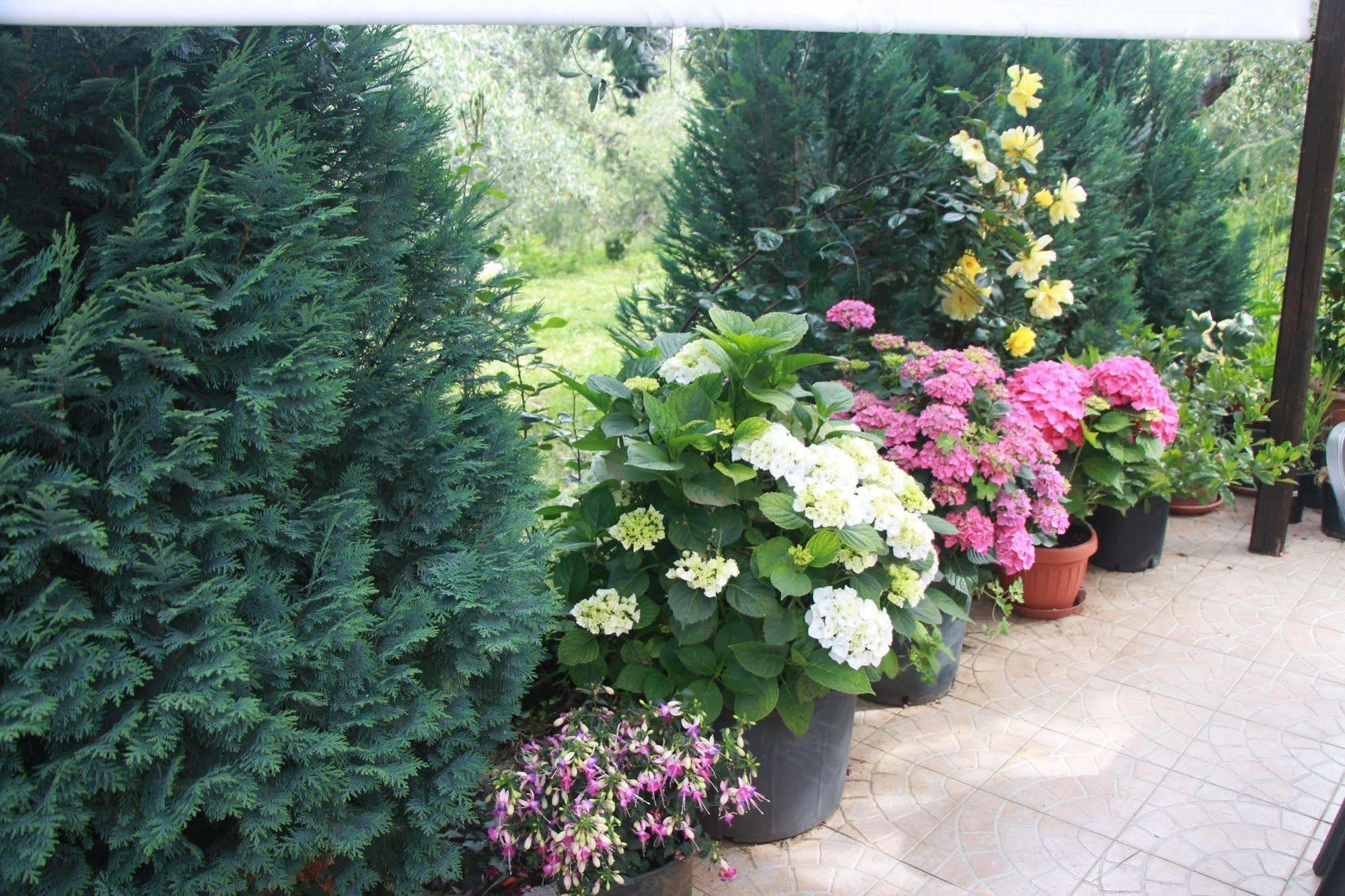 B&B La Terrazza Di Frascati Buitenkant foto